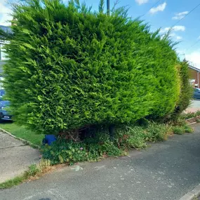 Bild von Woodlands Tree and Garden Services