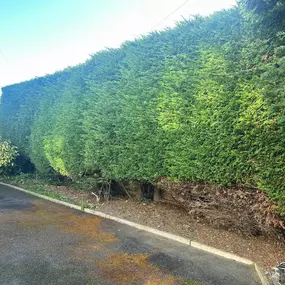 Bild von Woodlands Tree and Garden Services