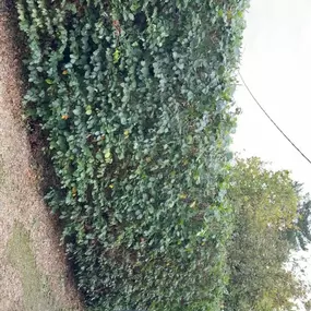 Bild von Woodlands Tree and Garden Services