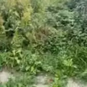 Bild von Woodlands Tree and Garden Services