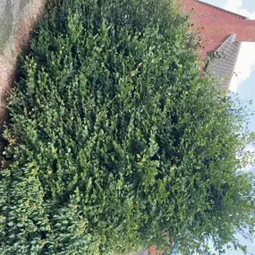 Bild von Woodlands Tree and Garden Services