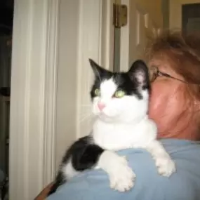 Bild von The Cat's Cradle