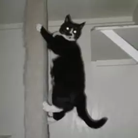 Bild von The Cat's Cradle