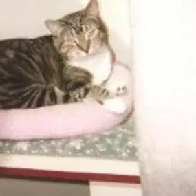 Bild von The Cat's Cradle