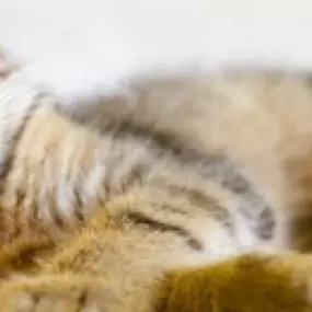 Bild von The Cat's Cradle