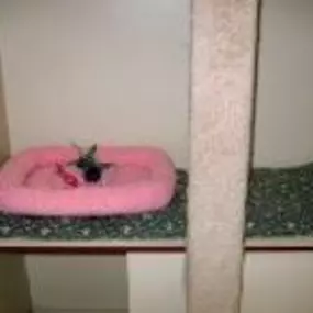 Bild von The Cat's Cradle