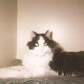 Bild von The Cat's Cradle