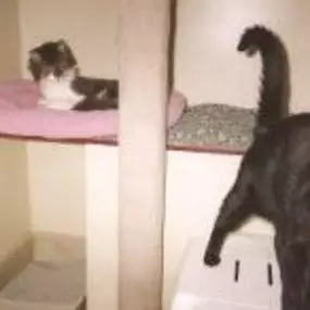 Bild von The Cat's Cradle