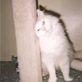 Bild von The Cat's Cradle