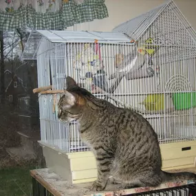 Bild von The Cat's Cradle