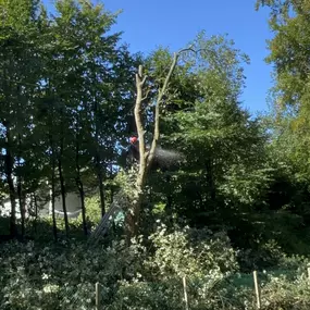 Bild von MAYER EDM élagage Normandie