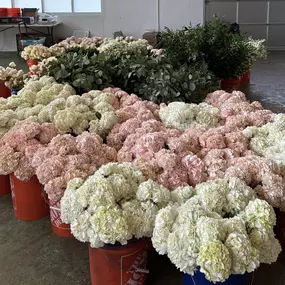 Bild von Bellisima Fiore