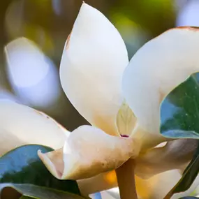 Praktijk voor Osteopathie L V Heuperman