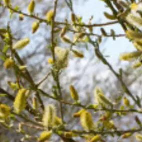 Praktijk voor Osteopathie L V Heuperman