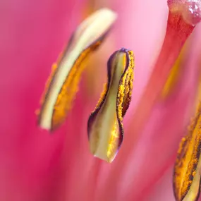 Praktijk voor Osteopathie L V Heuperman