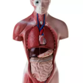 Praktijk voor Osteopathie L V Heuperman