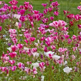 Praktijk voor Osteopathie L V Heuperman