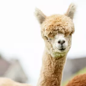 Bild von Karin Isch - inner balance coaching - und Wohlfühl-Erlebnisse mit Alpakas