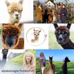 Bild von Karin Isch - inner balance coaching - und Wohlfühl-Erlebnisse mit Alpakas