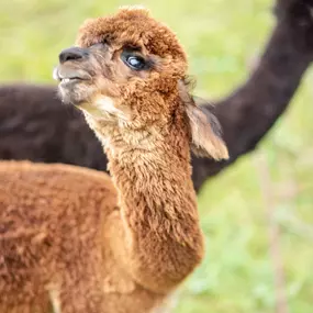 Bild von Karin Isch - inner balance coaching - und Wohlfühl-Erlebnisse mit Alpakas