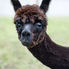 Bild von Karin Isch - inner balance coaching - und Wohlfühl-Erlebnisse mit Alpakas