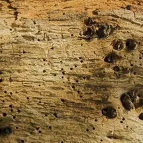 Bild von Essex & Anglia Preservation Ltd