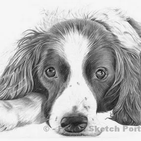 Bild von Pencil Sketch Portraits