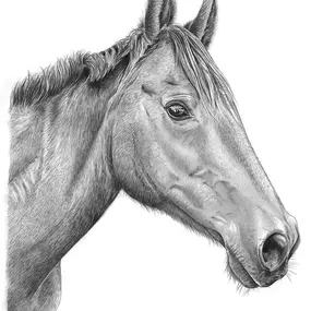 Bild von Pencil Sketch Portraits