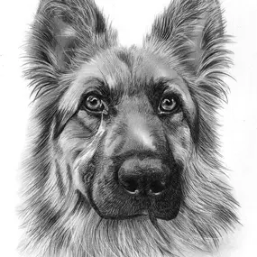 Bild von Pencil Sketch Portraits