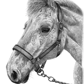 Bild von Pencil Sketch Portraits