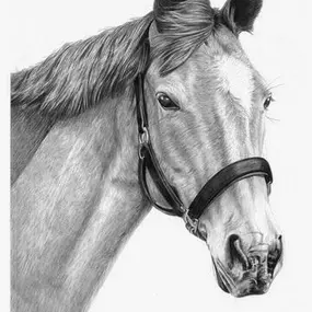 Bild von Pencil Sketch Portraits