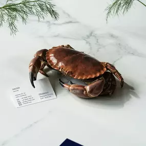Ein edles Corporate-Foto zeigt eine Krabbe auf weißem Marmor, flankiert von Visitenkarten der Marke „Rochelle“. Die Aufnahme vereint hochwertige Produktinszenierung mit minimalistischer Eleganz.