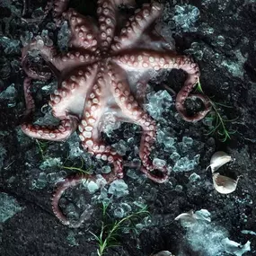 Ein frischer Oktopus liegt kunstvoll auf Eis und wird von Kräutern und Knoblauch umrahmt. Die kühle Farbgebung und das dramatische Licht verleihen der Szene eine intensive, hochwertige Anmutung.