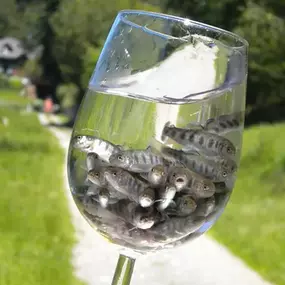 Bild von Forellenzucht Igler - Ulrich Bültermann