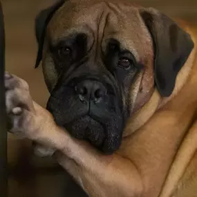 Bild von Ellas Welpen- und Junghundschule