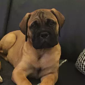 Bild von Ellas Welpen- und Junghundschule