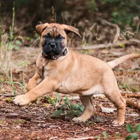 Bild von Ellas Welpen- und Junghundschule