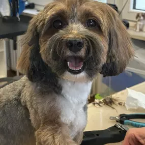 Bild von Hundefriseur Schlappohr München Schwabing