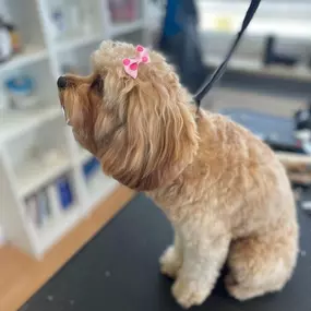 Bild von Hundefriseur Schlappohr München Schwabing