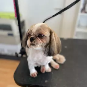 Bild von Hundefriseur Schlappohr München Schwabing