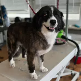 Bild von Hundefriseur Schlappohr München Schwabing