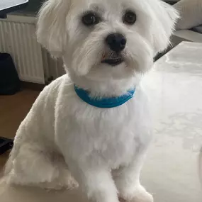 Bild von Hundefriseur Schlappohr München Schwabing