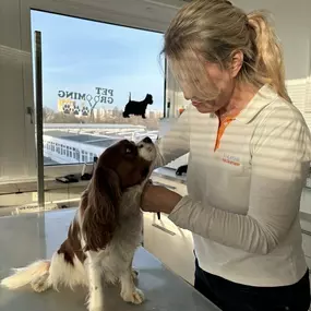 Bild von Hundefriseur Schlappohr München Schwabing