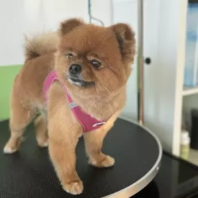 Bild von Hundefriseur Schlappohr München Schwabing