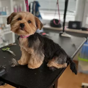 Bild von Hundefriseur Schlappohr München Schwabing