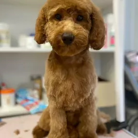 Bild von Hundefriseur Schlappohr München Schwabing