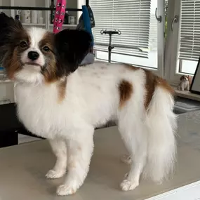 Bild von Hundefriseur Schlappohr München Schwabing