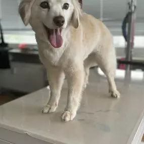 Bild von Hundefriseur Schlappohr München Schwabing