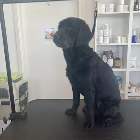 Bild von Hundefriseur Schlappohr München Schwabing