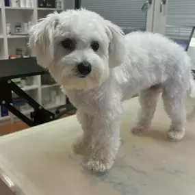 Bild von Hundefriseur Schlappohr München Schwabing